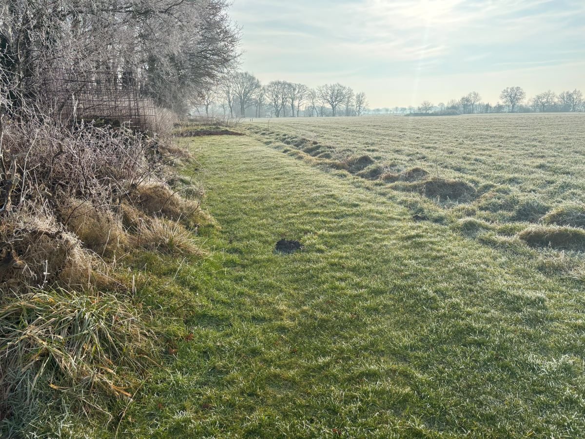 Blick ins Grüne